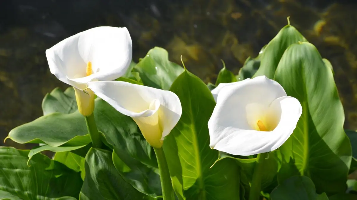 Qué flores flotan y viven en el agua - Qué flores flotan y viven en el agua flores que crecen en el agua - Qué flores flotan y viven en el agua