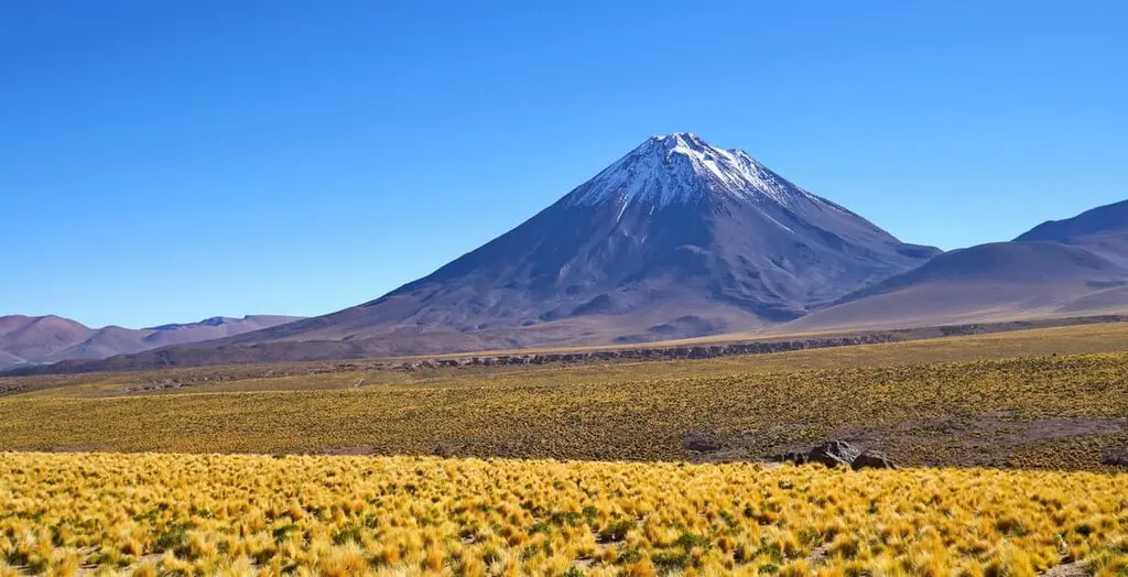 Flora en los Andes: La diversidad de plantas en las alturas - Qué flores hay en los Andes flora en los andes - Qué flores hay en los Andes