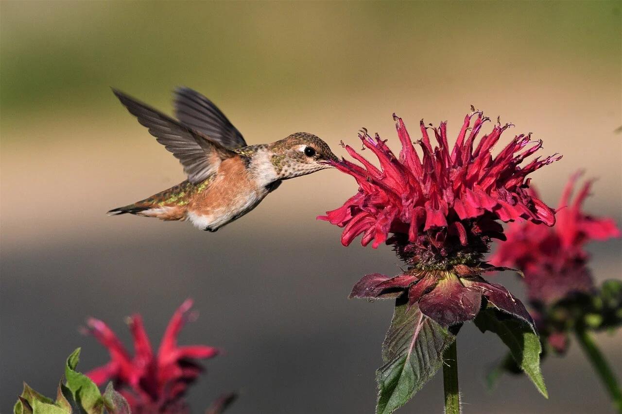 flores preferidas por los colibries - Qué flores les gustan a los colibríes