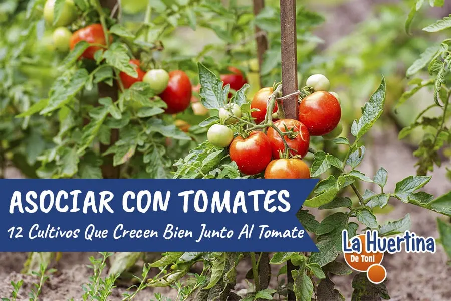 huerta con flores - Qué flores plantar al lado de los tomates