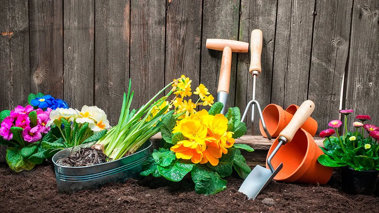 Flores de otoño: una explosión de color y belleza en tu jardín - Qué flores plantar en otoño en macetas flores de otoño - Qué flores plantar en otoño en macetas