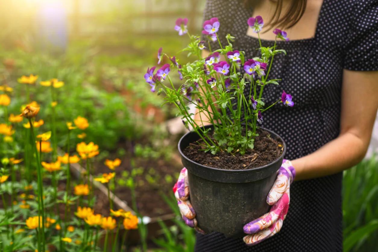 Flores en parques: una explosión de color y vida - Qué flores poner en una jardinera flores en parques - Qué flores poner en una jardinera