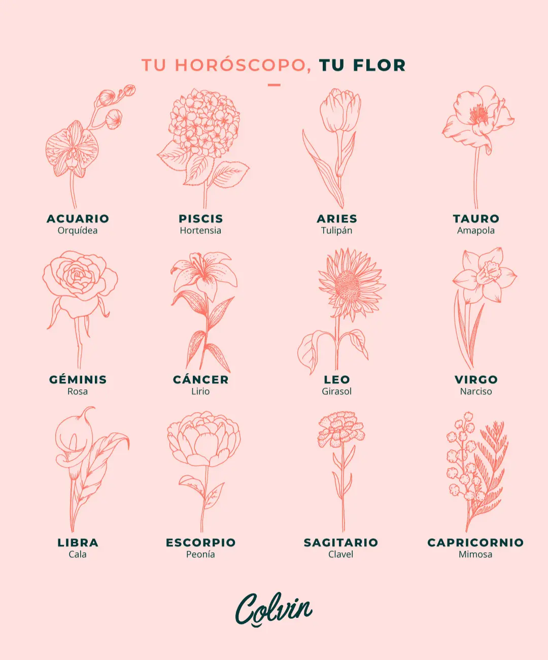 ¿Cuál es la flor de Tauro? - Qué flores regalar a una mujer Tauro cual es la flor de tauro - Qué flores regalar a una mujer Tauro