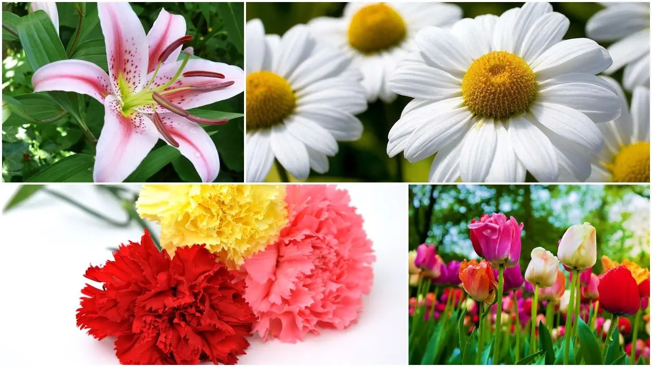 flores temporada - Qué flores se dan en cada mes del año