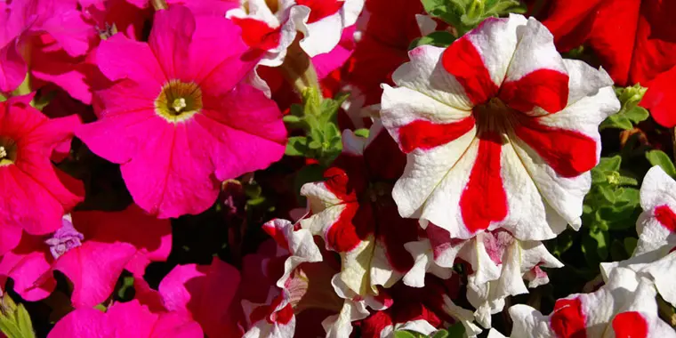 Flores que florecen en agosto - Qué flores se dan en el mes de agosto flores que florecen en agosto - Qué flores se dan en el mes de agosto