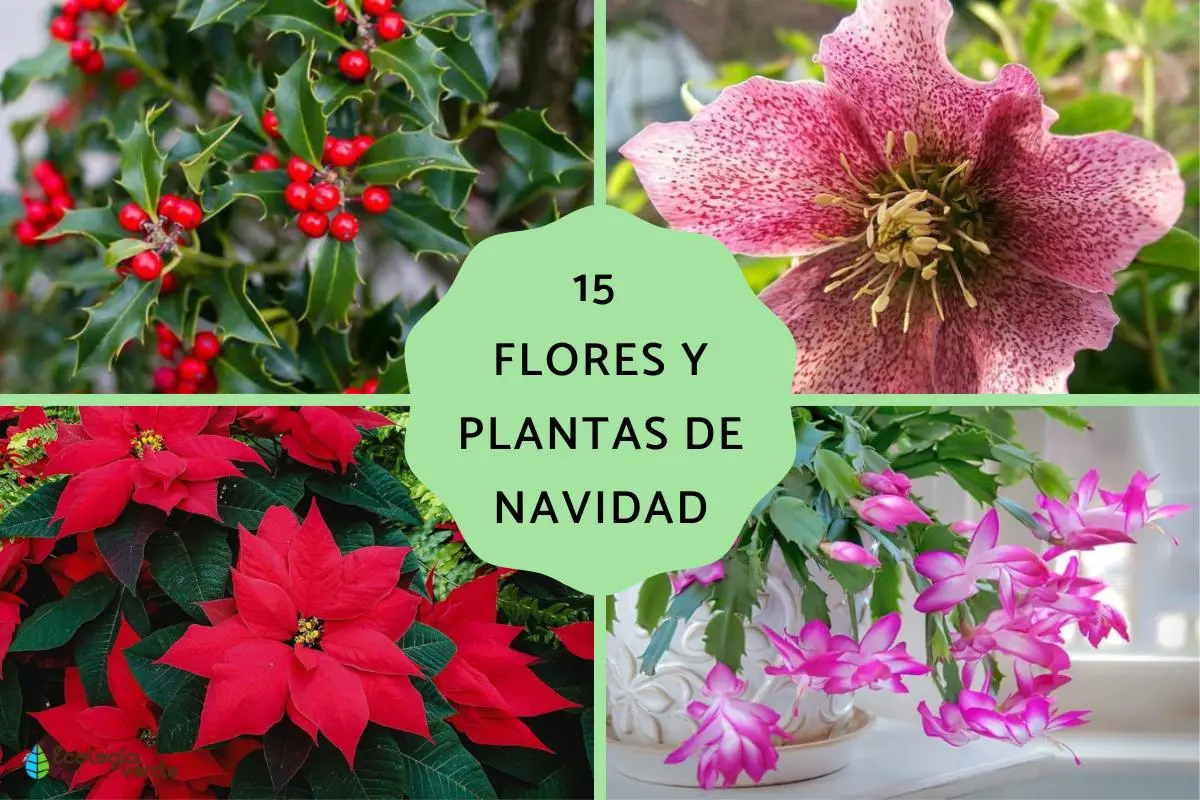 Flores doradas para Navidad: una forma brillante de decorar tu hogar - Qué flores se dan en Navidad flores doradas navidad - Qué flores se dan en Navidad