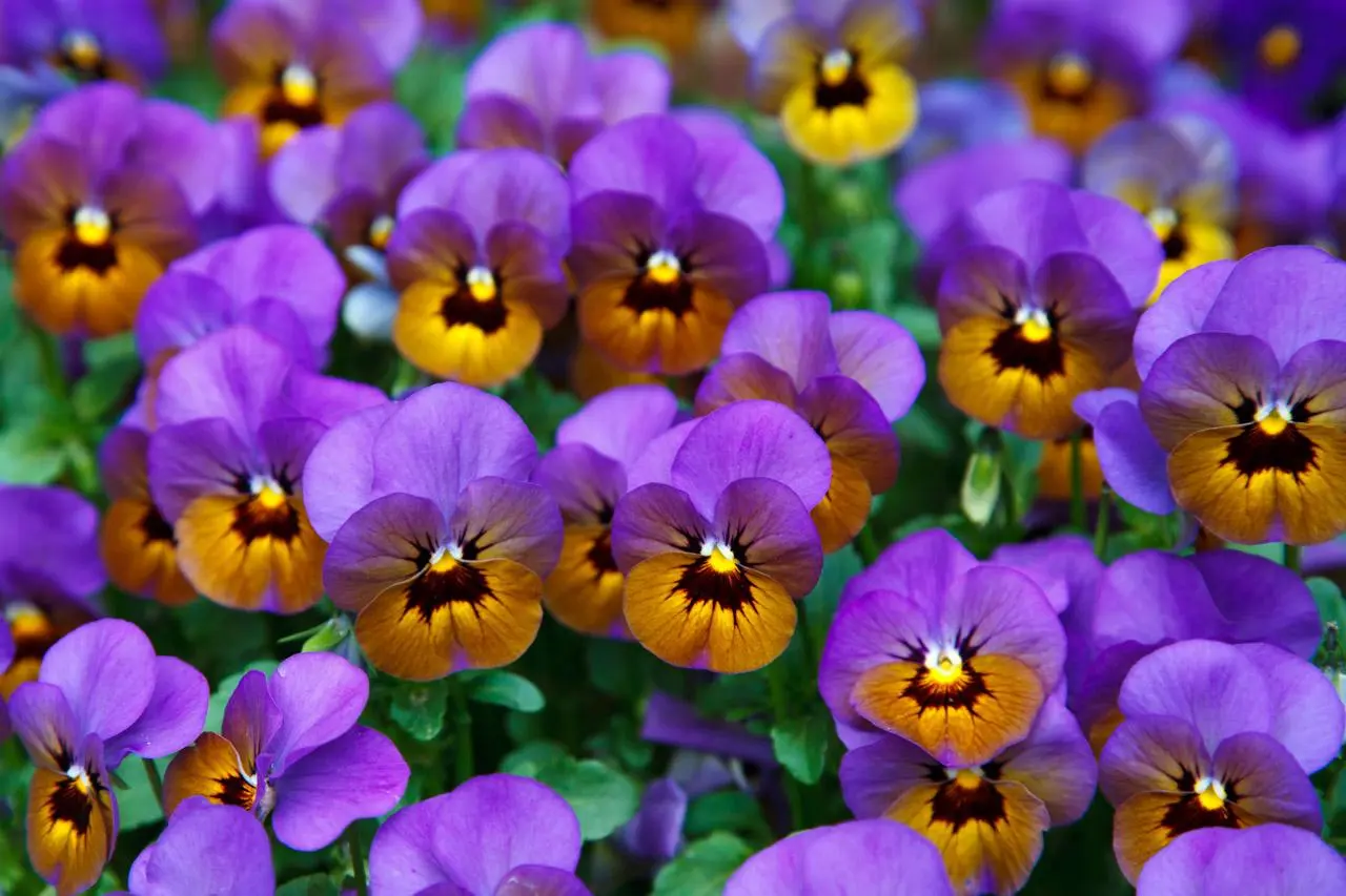 La Flor del Otoño: Belleza y Color en la Temporada - Qué flores se plantan en otoño invierno flor del otoño - Qué flores se plantan en otoño invierno