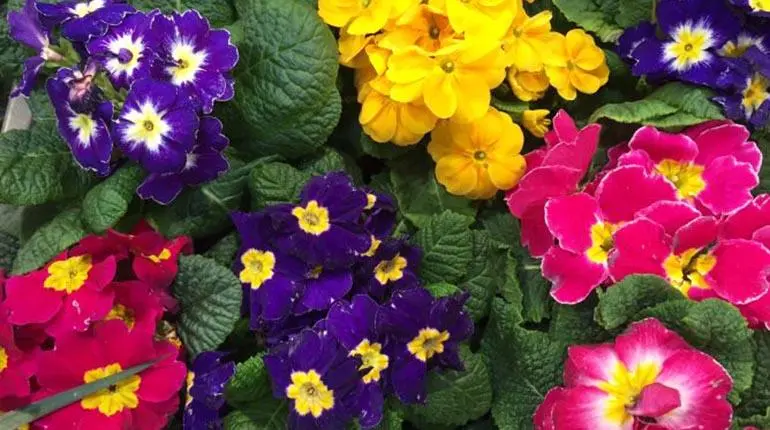 Flores de primavera para macetas - Qué flores se pueden plantar en marzo flores de primavera para macetas - Qué flores se pueden plantar en marzo