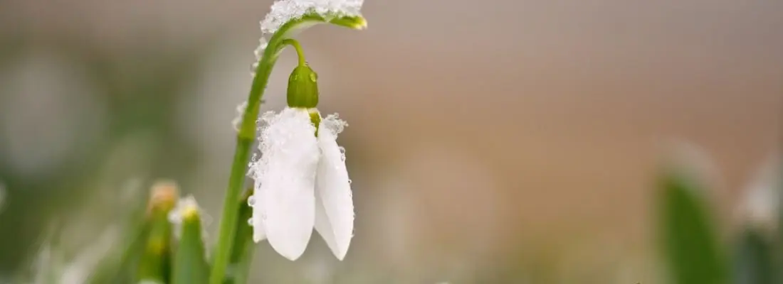 Plantas con flores todo el año exterior Argentina - Qué flores sobreviven el invierno plantas con flores todo el año exterior argentina - Qué flores sobreviven el invierno