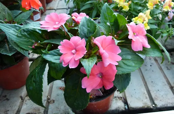 Flores parecidas a la alegría del hogar - Qué flores son buenas para el hogar flores parecidas a la alegria del hogar - Qué flores son buenas para el hogar