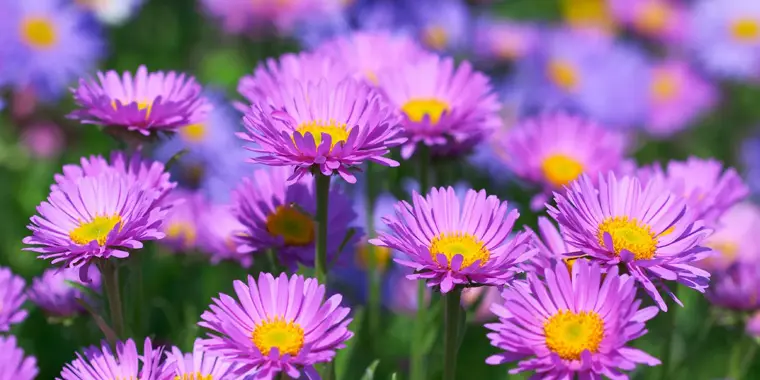 Semillas de flores para plantar en septiembre - Qué flores son de temporada en septiembre semillas de flores para plantar en septiembre - Qué flores son de temporada en septiembre
