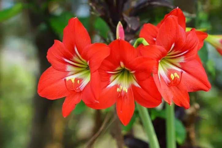 Flores de Angiospermas: Características y Tipos - Qué flores son gimnospermas flores de angiospermas - Qué flores son gimnospermas