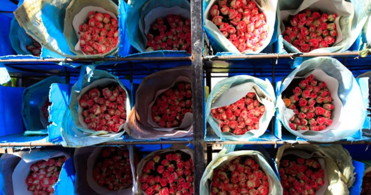 Comprar flores - Qué flores son las que más se venden comprar flores - Qué flores son las que más se venden