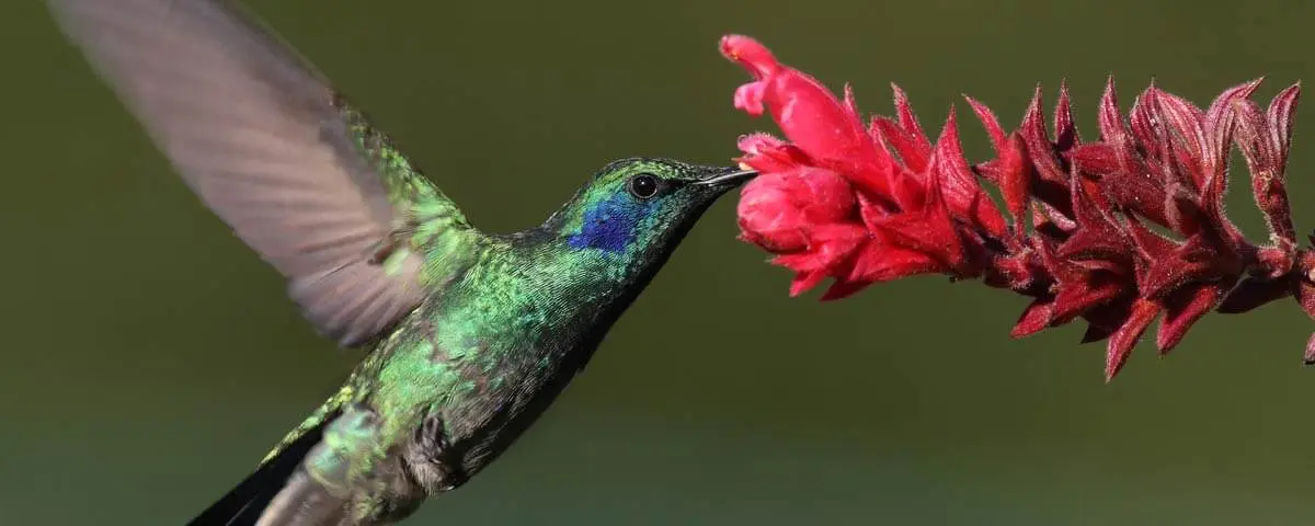Flores ornitófilas: la belleza que atrae a las aves - Qué flores son polinizadas por aves flores ornitofilas - Qué flores son polinizadas por aves