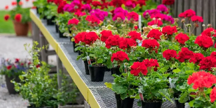 Plantas con flores todo el año exterior Argentina - Qué flores son resistentes plantas con flores todo el año exterior argentina - Qué flores son resistentes