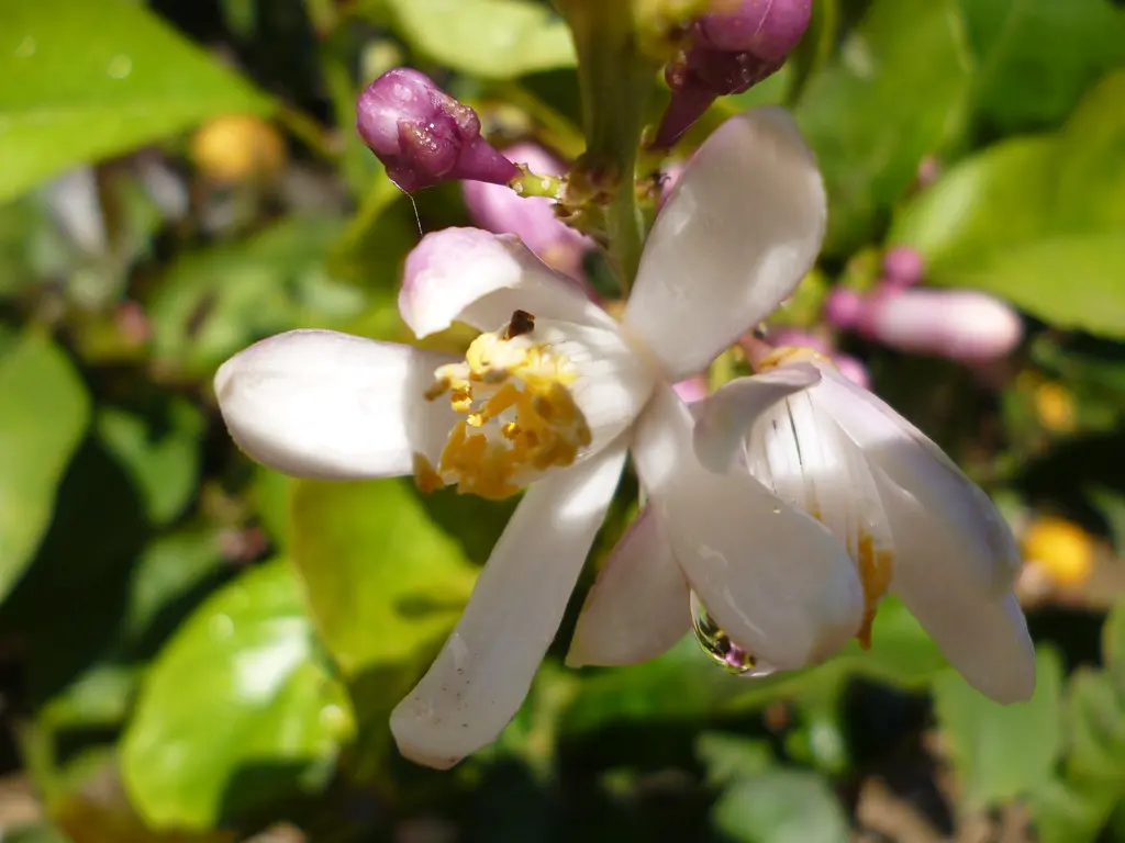 flor de azahar limonero - Qué fruto da la flor de azahar