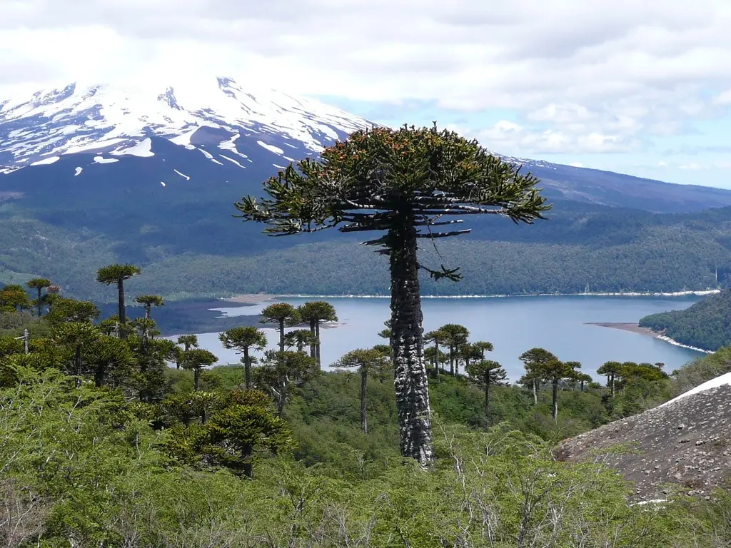 Flora Araucaria: Conoce más sobre esta hermosa especie de árbol - Qué fruto produce la Araucaria flora araucaria - Qué fruto produce la Araucaria