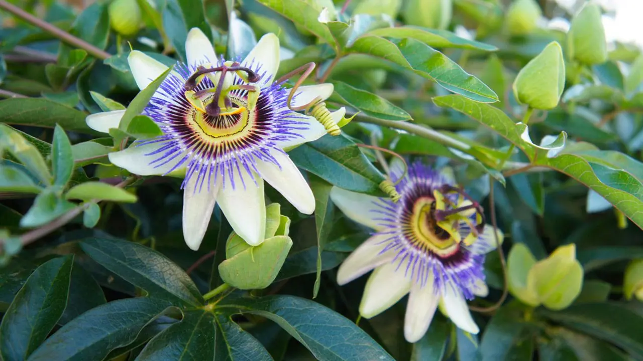 Flor de la pasión: para qué sirve y beneficios - Qué hace la pasiflora en el cuerpo flor de la pasion para que sirve - Qué hace la pasiflora en el cuerpo