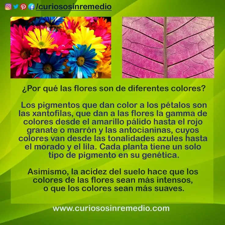 Datos curiosos de las flores - Qué hacen las flores en la mañana datos curiosos de las flores - Qué hacen las flores en la mañana