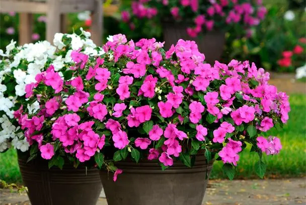 alegria del hogar sin flores - Qué hacer con las alegrías en invierno