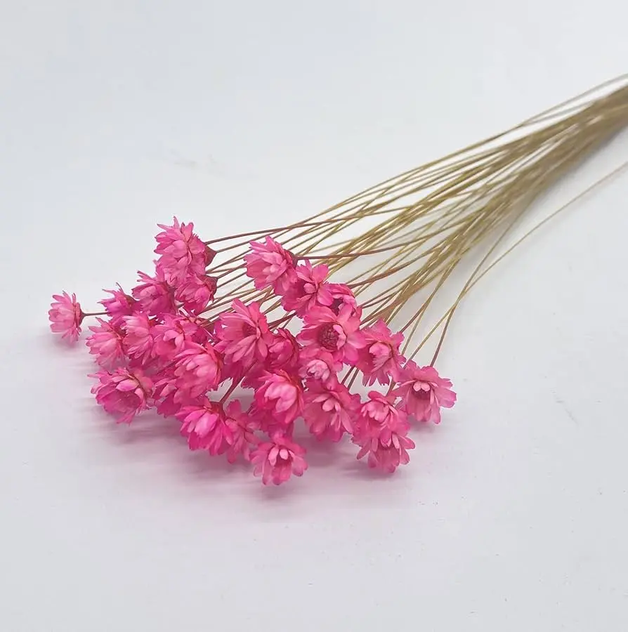 Flores secas rosas: belleza eterna en tu hogar - Qué hacer con las rosas cuando se secan flores secas rosas - Qué hacer con las rosas cuando se secan