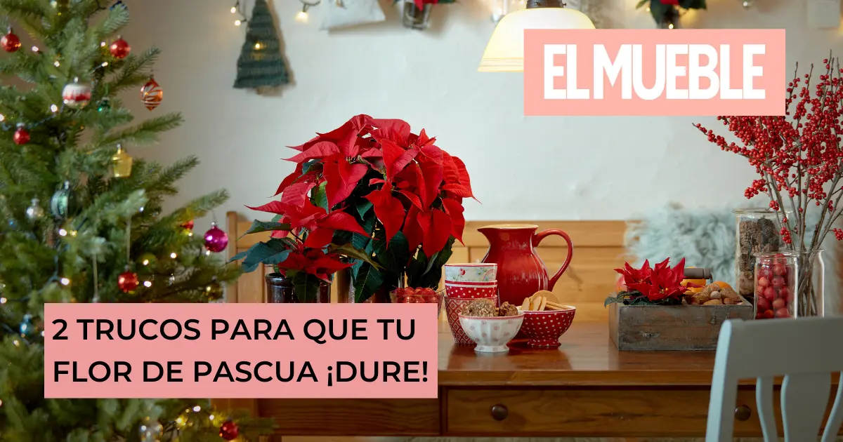 cuidados de la planta flor de pascua - Qué hacer para que no se seque la flor de Pascua