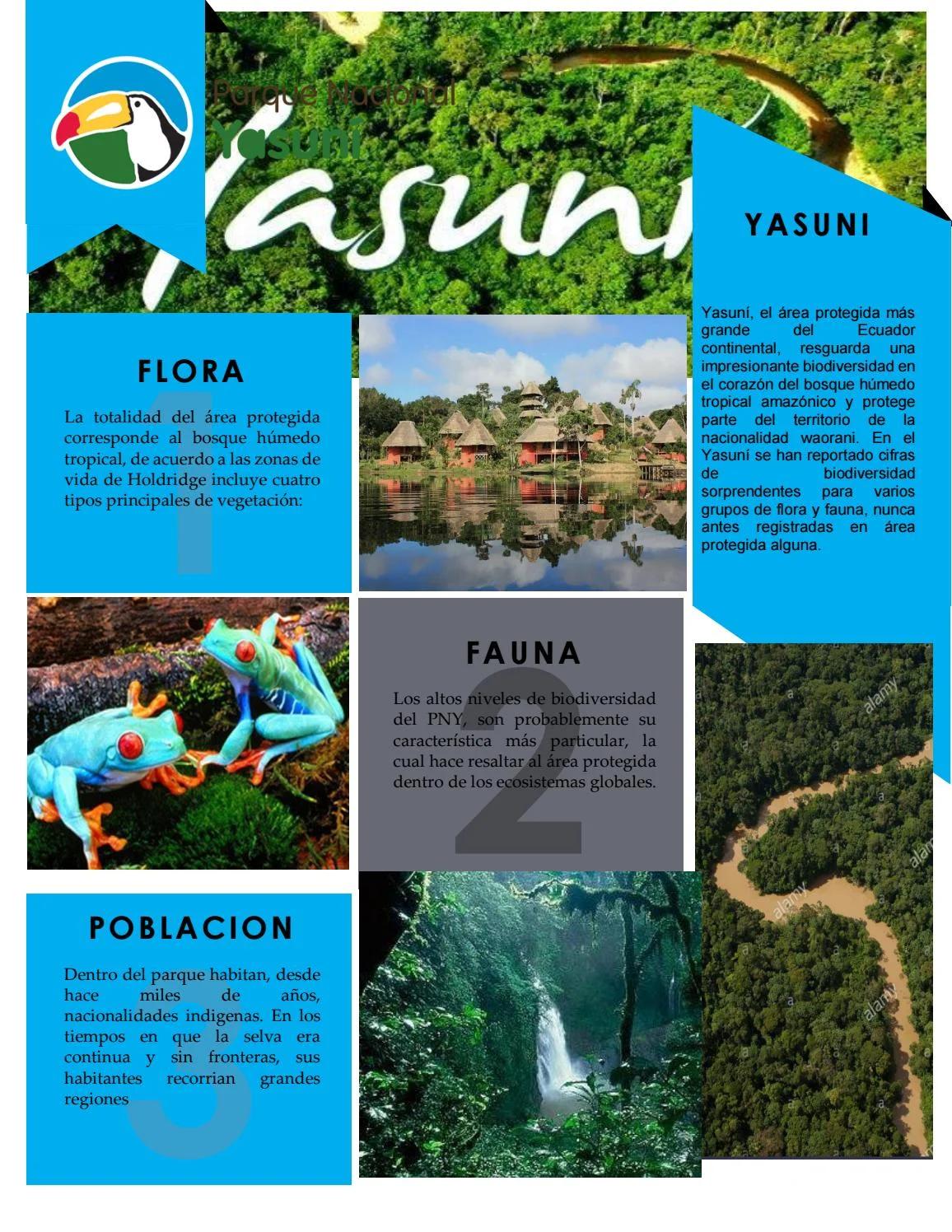 bosque humedo flora y fauna - Que hay en el bosque humedo