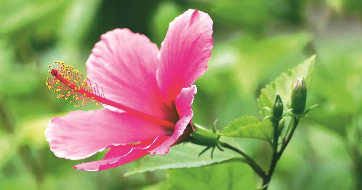 flor de hibisco - Qué hibisco es comestible