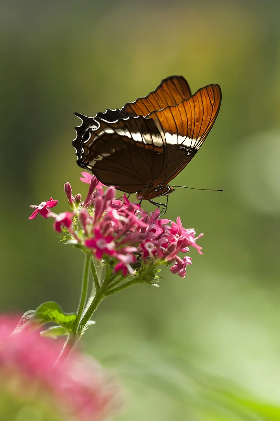 Flores para Mariposas Monarcas - Que le gusta a la mariposa monarca flores para mariposas monarcas - Que le gusta a la mariposa monarca