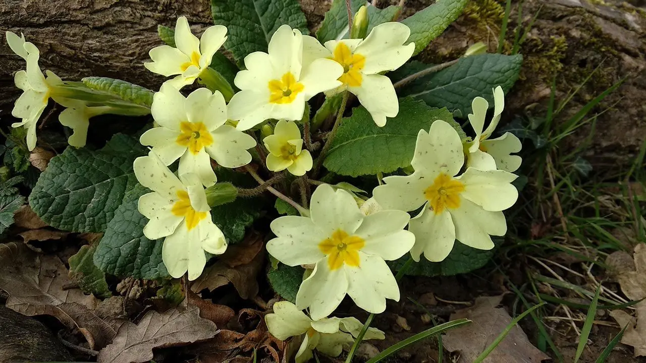 ¿Cuál es la flor que lleva San José? - Qué lleva San José cual es la flor que lleva san jose - Qué lleva San José