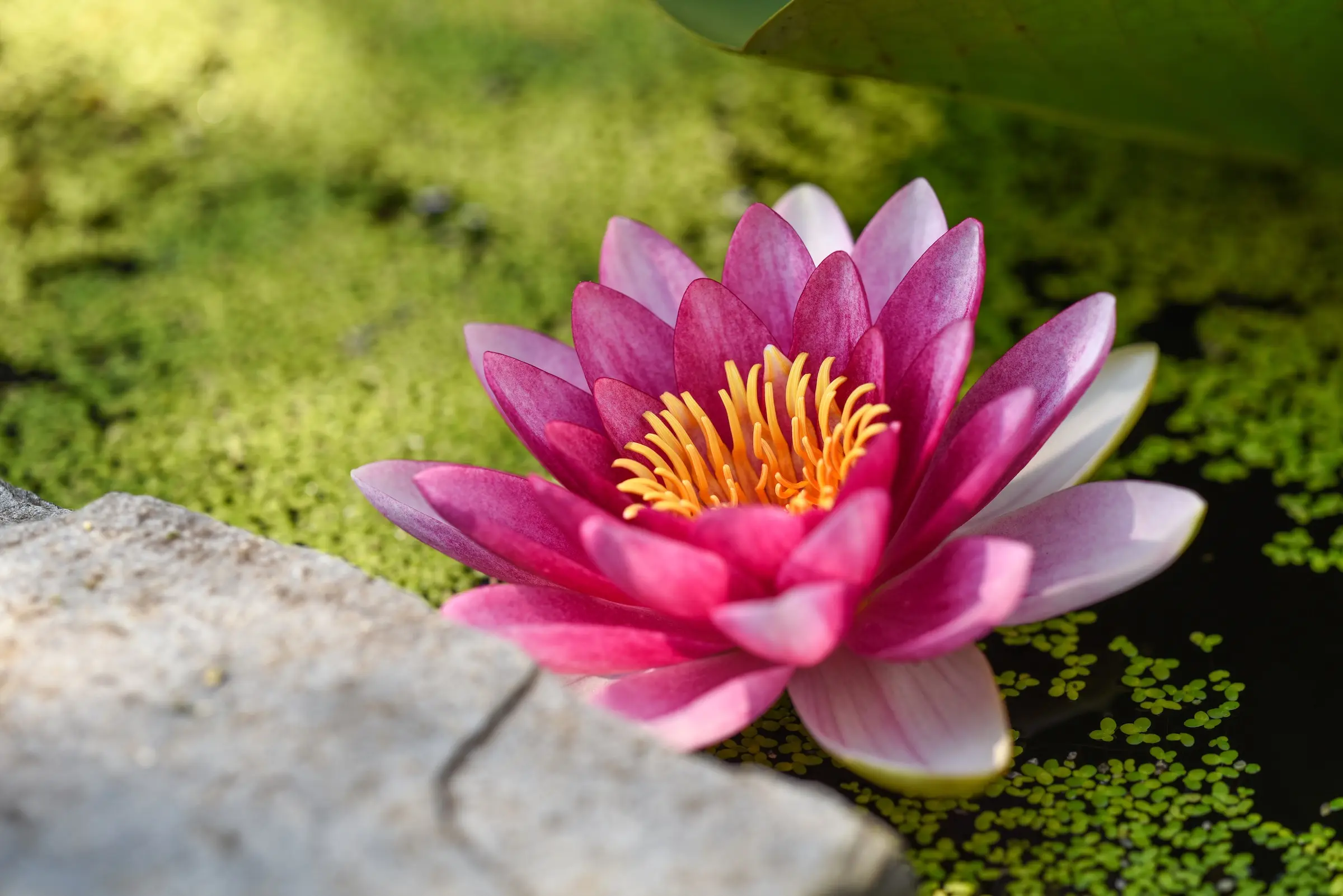 imagenes de flor de loto - Qué misterio tiene la flor de loto
