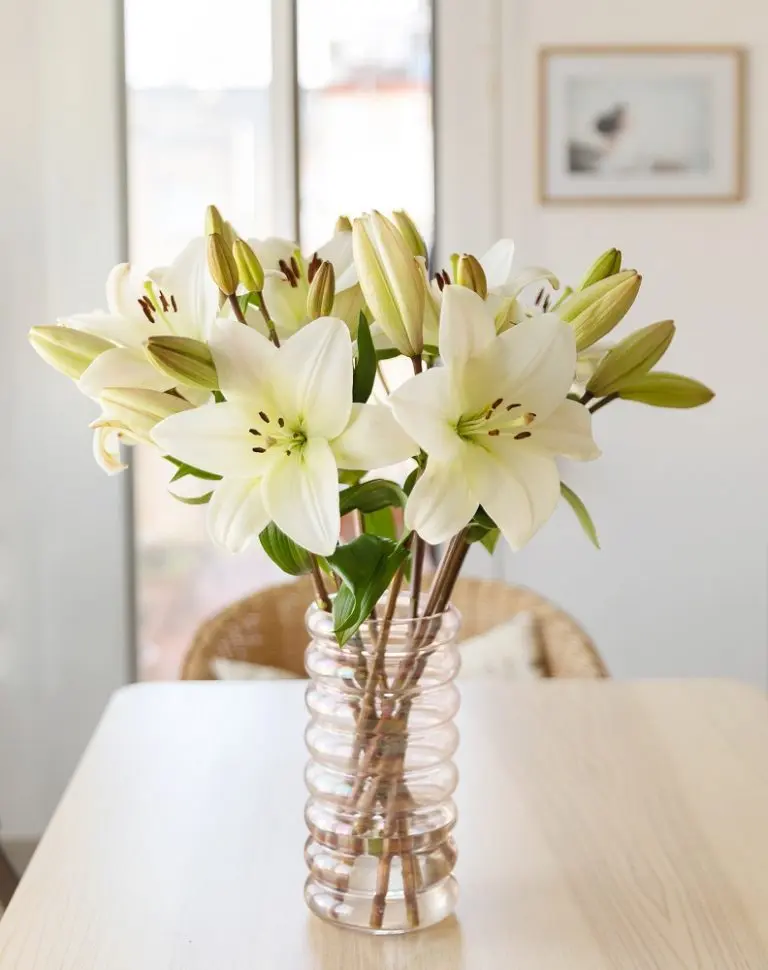 Nombres de flores para hombre: una opción original y significativa - Qué nombres bonitos hay nombres de flores para hombre - Qué nombres bonitos hay