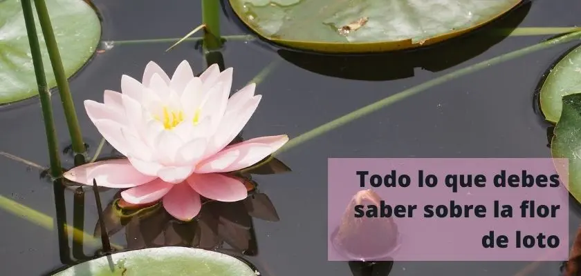 Qué nos enseña la flor de loto - Que nos enseña la flor de loto flor de loto frases - Que nos enseña la flor de loto