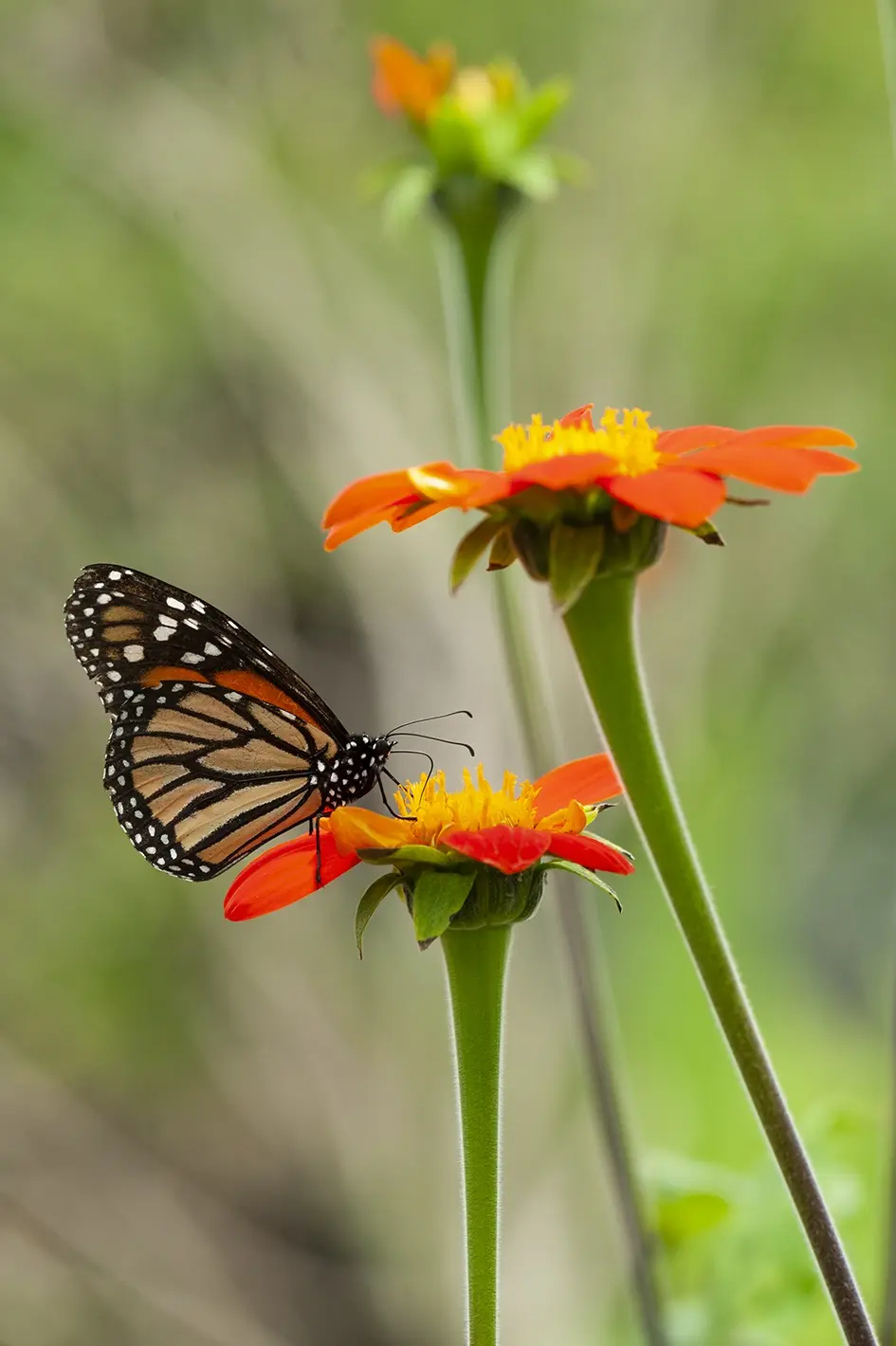 Flores para Mariposas Monarcas - Qué olores atraen a las mariposas flores para mariposas monarcas - Qué olores atraen a las mariposas
