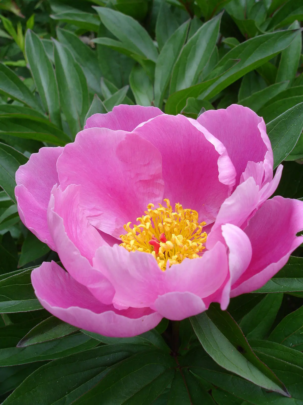que flor es la peonia - Qué otro nombre reciben las peonías