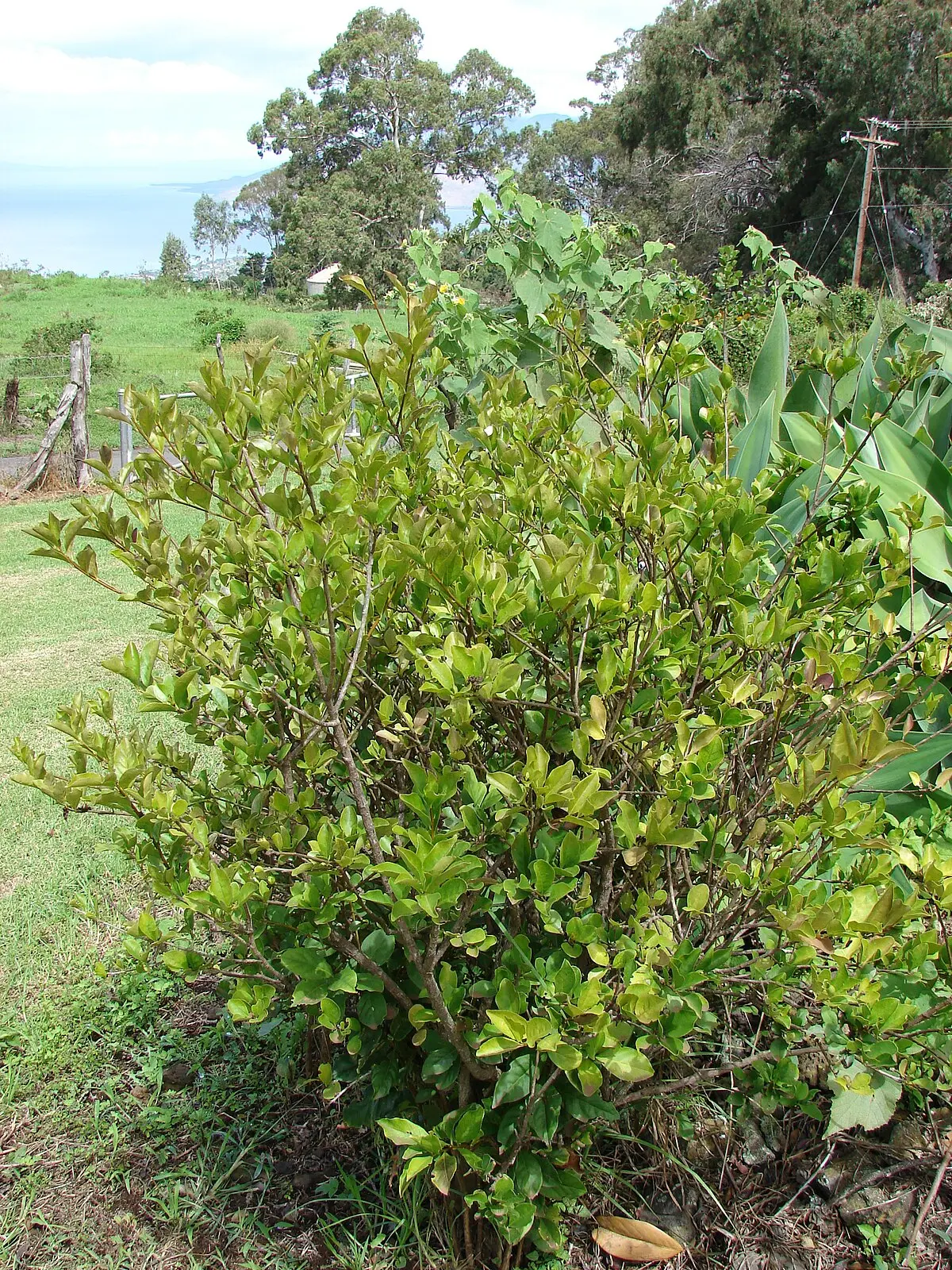 Flor de Paraguayo: belleza y fragancia en tu jardín - Qué otro nombre tiene el jazmín paraguayo flor de paraguayo - Qué otro nombre tiene el jazmín paraguayo