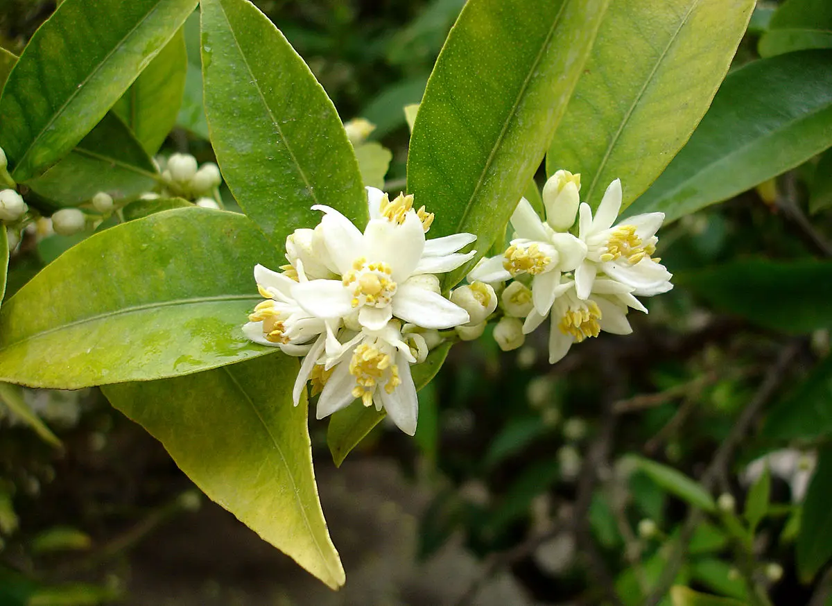 flor de quinoto - Qué otro nombre tiene el quinoto