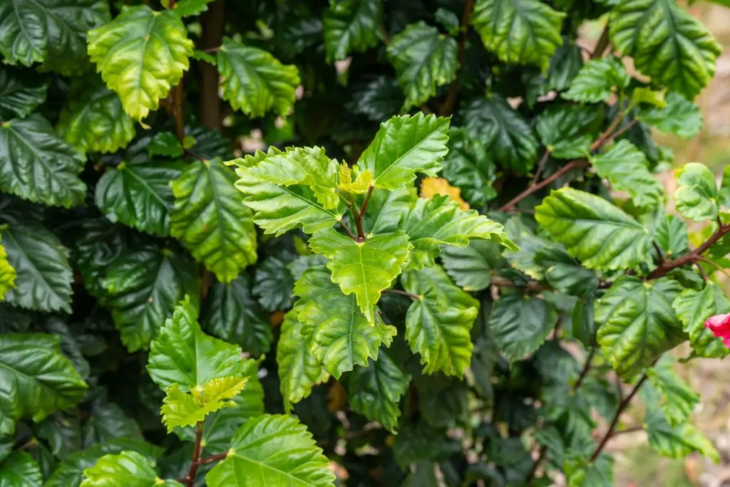 La Flor de Cayena: Beneficios para el Cabello y su Uso - Qué otro nombre tiene la flor cayena cayena flor - Qué otro nombre tiene la flor cayena