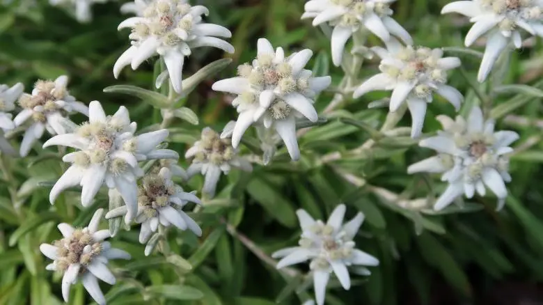 flor tipica de suiza - Qué país tiene como flor nacional la Edelweiss
