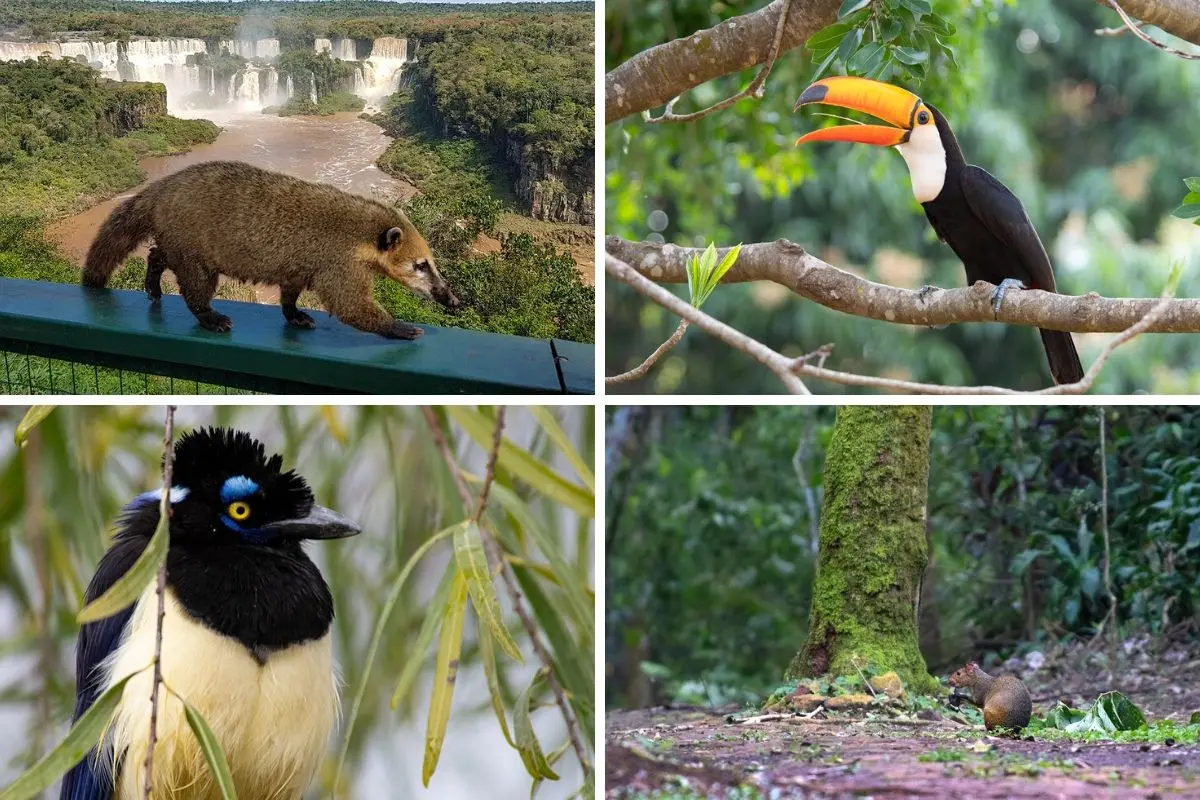 Parques Nacionales de Argentina: Flora y Fauna - Qué Parques Nacionales tenemos en Argentina parques nacionales de argentina flora y fauna - Qué Parques Nacionales tenemos en Argentina