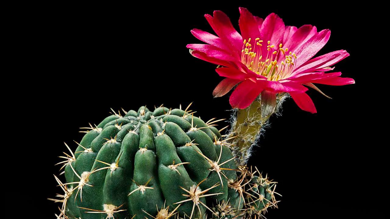 flores de cactus raras - Qué pasa cuándo florece un cactus