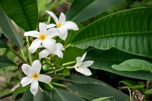 Flor de Mayo: Una planta perenne de gran belleza - Qué perfume imita flor de mayo de Mercadona flor de mayo - Qué perfume imita flor de mayo de Mercadona