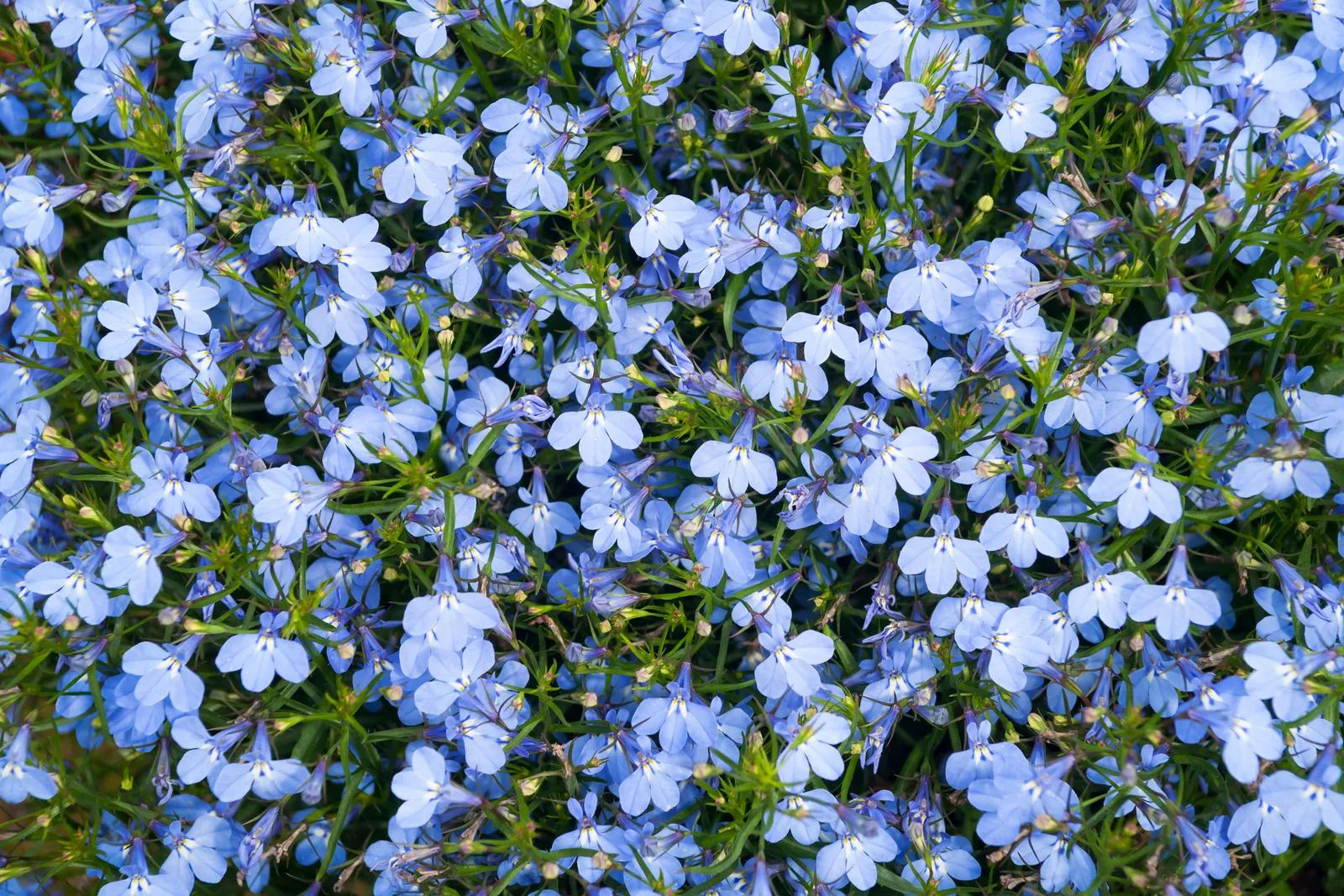 Plantas con flores azules - Qué planta da el color azul plantas con flores azules - Qué planta da el color azul