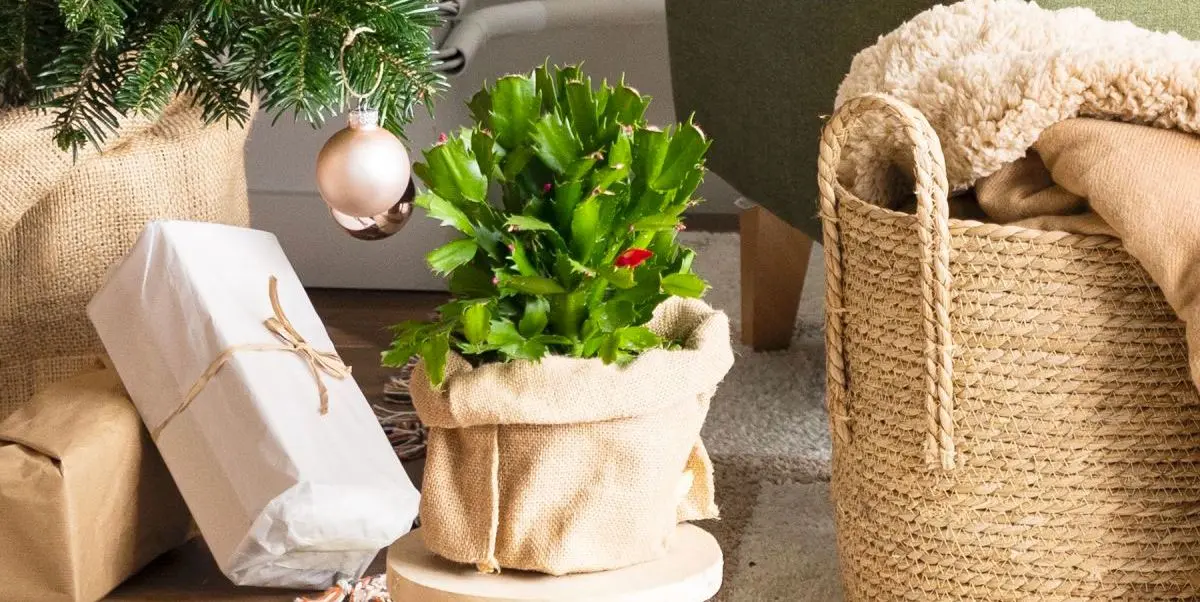 Cómo hacer flor de navidad - Qué planta es la de Navidad hacer flor de navidad - Qué planta es la de Navidad