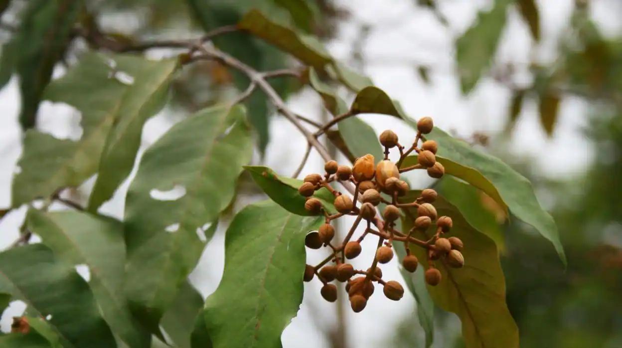 flor de amazona beneficios - Qué planta es rey del bosque