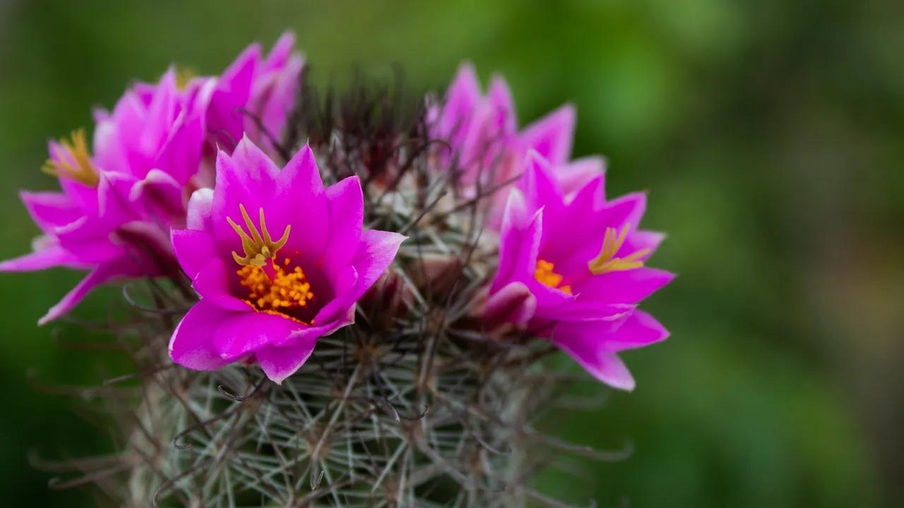 La flora en extinción: una preocupación global - Qué planta está en peligro de extinción y por qué flora en extincion - Qué planta está en peligro de extinción y por qué