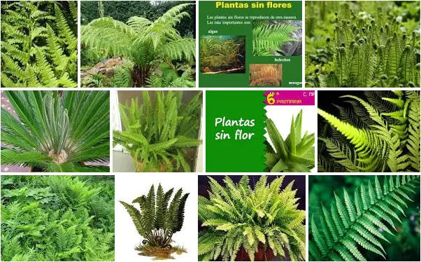 Flores sin semillas: una maravilla de la naturaleza - Qué planta no nace de una semilla flores sin semillas - Qué planta no nace de una semilla