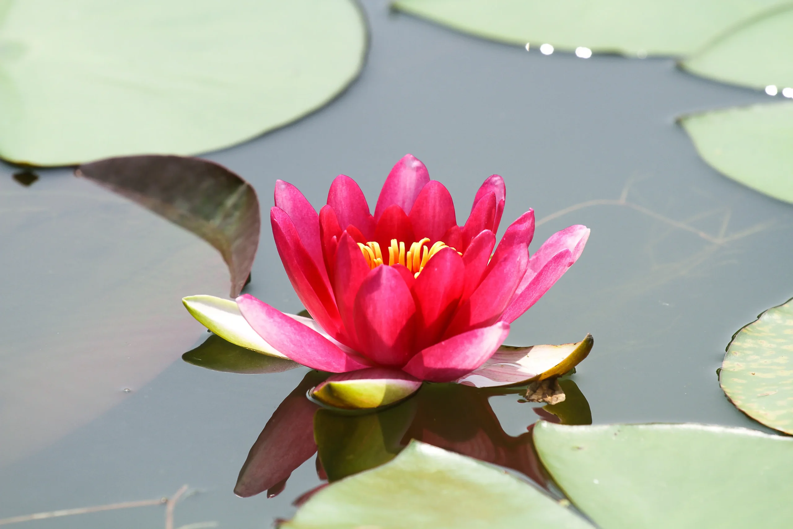 Flor de la Tranquilidad: Una Planta Llena de Significado - Qué planta simboliza la paz flor de la tranquilidad - Qué planta simboliza la paz