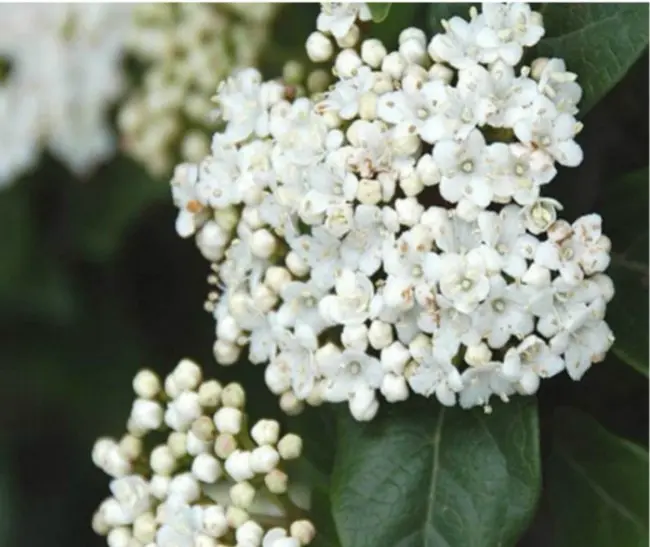 Plantas perennes con flor en invierno: una alegría para tu jardín - Que plantar en el jardín en invierno plantas perennes con flor en invierno - Que plantar en el jardín en invierno