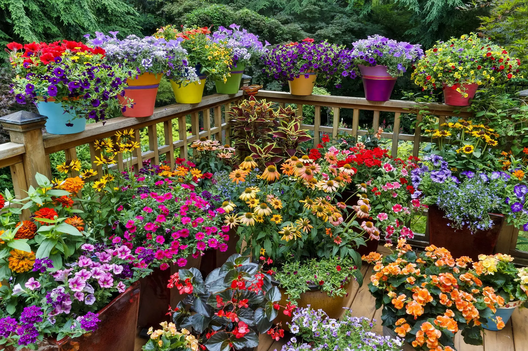 Macetas de plantas con flores: todo lo que necesitas saber - Que plantar en macetas poco profundas macetas de plantas con flores - Que plantar en macetas poco profundas